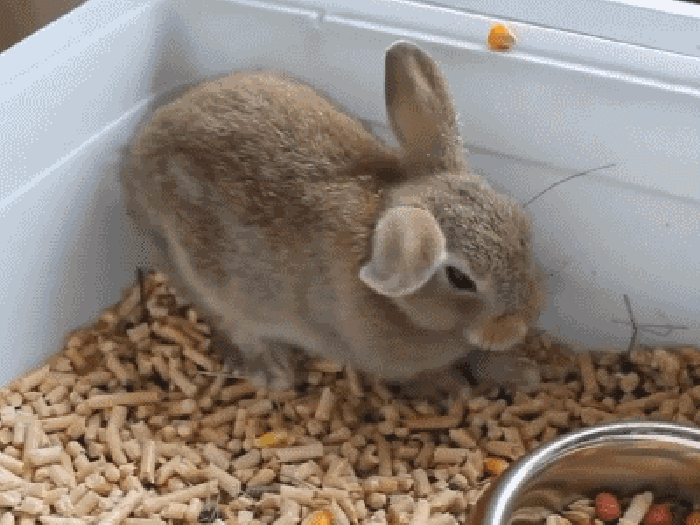 兔子 萌萌哒 动物 可爱