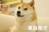 单身柴犬 搞笑 猥琐 斗图