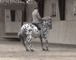 马术 Equestrianism sports 跳舞 动物 马