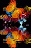 蝴蝶 butterfly 美 animal