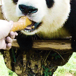 大熊猫 熊猫 国宝 可爱 动物 胡萝卜 进食 啃