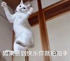 萌宠 猫星人 如果快乐你就拍拍手 开心 搞怪 逗