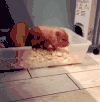 萌萌哒   小猪  可爱   寻找食物