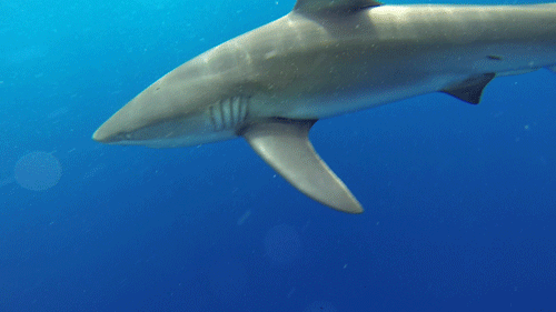 鲨鱼 shark 海底世界 海洋