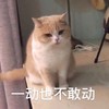 萌宠 猫星人 一动也不敢动 无奈 搞怪 逗