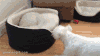 汪星人 打架 玩耍 躲猫猫