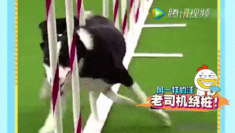 狗狗 繞樁 撞擊 搞笑