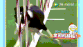 狗狗 绕桩 撞击 搞笑