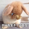 萌宠 兔子 不行 我受不了这委屈 呆萌 可爱