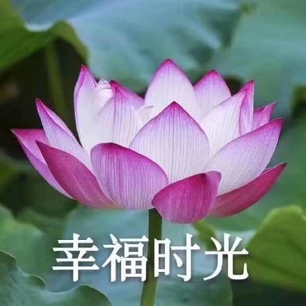 植物 荷花 幸福时光 中老年 搞怪 逗