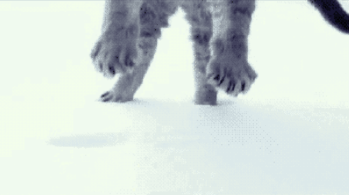 肥肥 喵星人 猫猫 遇上雪