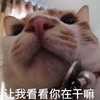 萌宠 喵星人 我来看看 让我看看你在干嘛 呆萌 可爱