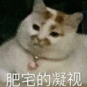 肥宅 猫咪 凝视