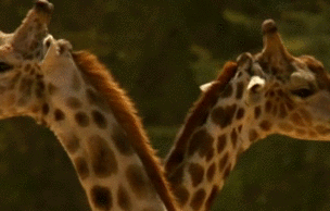 长颈鹿 giraffe 鞠躬 友好 聆听