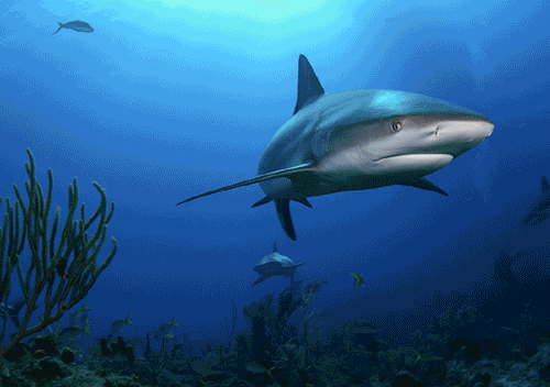 珊瑚  动物  鲨鱼  海洋