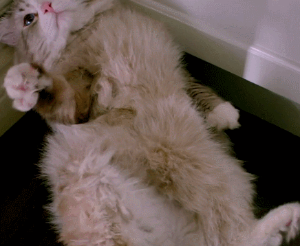 猫咪 玩耍 可爱 萌萌的