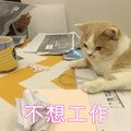 猫 不想工作