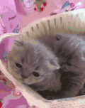 猫咪 可爱 毛茸茸 篮子