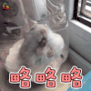 萌宠 略略略 可爱 卖萌 soogif soogif出品