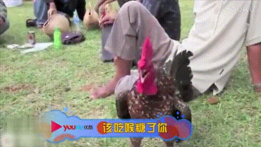 动物 萌宠 小鸡 搞笑 可爱