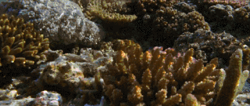 BBC:鲨鱼 海底 海洋 珊瑚 科普