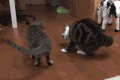 猫咪 玩耍 室内 摇尾巴
