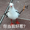 萌宠 鸽子 你当我好惹 生气 呆萌 可爱
