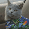 猫咪 可爱 眼神 可以聊聊吗