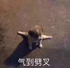 狗狗 气到劈叉 练功 厉害了
