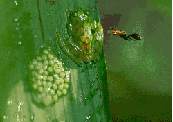 地球脉动 玻璃蛙 纪录片 驱赶 黄蜂