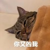 萌宠 喵星人 你又凶我 难受 搞怪 逗