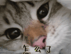 怎么了 猫咪