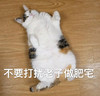 萌宠 猫星人 不要打扰我做肥宅 无奈 呆萌 可爱