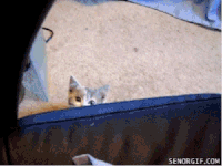 猫咪 跳跃 可爱 搞笑