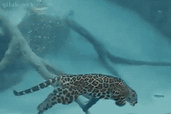 美洲豹 动物 猫科 潜水 捕食
