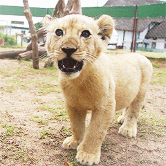 狮子 可爱 毛茸茸 张嘴