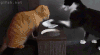 猫咪 打架 欺负 打你