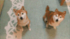 汪星人 秋田犬 可爱 是它干的！