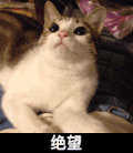 小猫 胖乎乎 萌萌哒 绝望