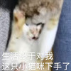 萌宠 喵星人 生活对我下手了 被生活所迫 淘气 调皮