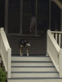 萌宠 狗狗 下台阶
