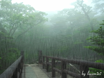 树林 木桥 雨季 美景