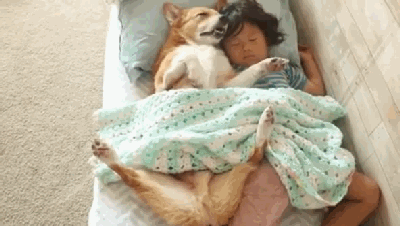 狗狗 宝贝 睡觉 可爱