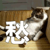 猫咪 萌宠 可爱 愁 叹气 哎 soogif soogif出品