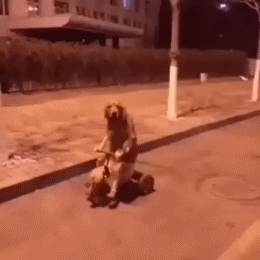 自行车 汪星人 金毛 神犬