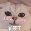 萌宠 猫星人 爷笑了 嘿嘿嘿 呆萌 搞怪