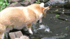 柯基 喝水 蠢萌 魔性 corgi