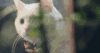 可爱 探头 日食记 猫咪 萌宠