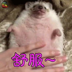 萌宠 刺猬 舒服 soogif soogif出品