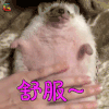 萌宠 刺猬 舒服 soogif soogif出品